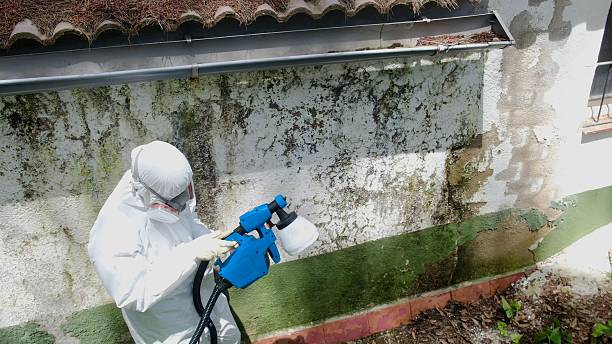 Trusted Mold Inspection service in Greeley, CO - Cheap Mold Removal
